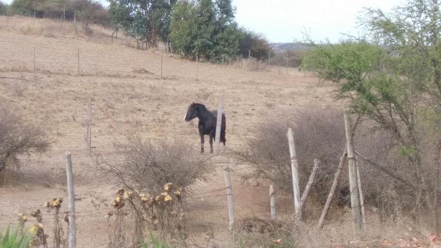 The horse in his habitat