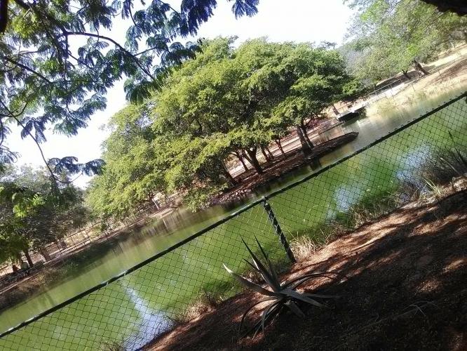 Cují árbol de Venezuela