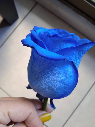 Rosa azul