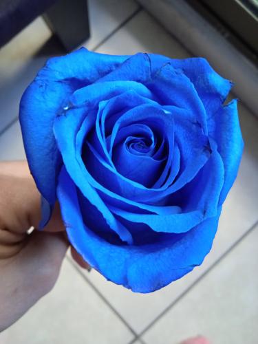 Rosa azul