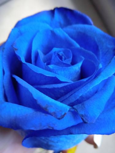 Rosa azul