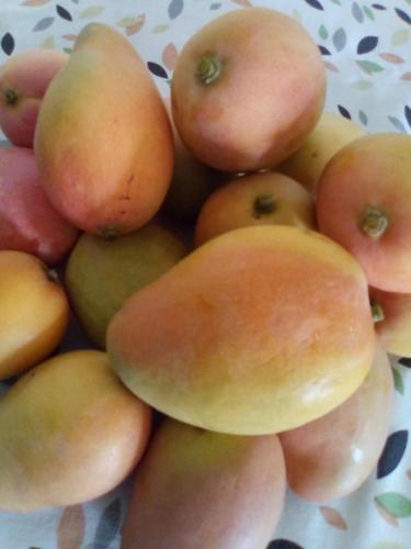 Temporada de mangos en Venezuela