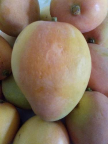 Temporada de mangos en Venezuela