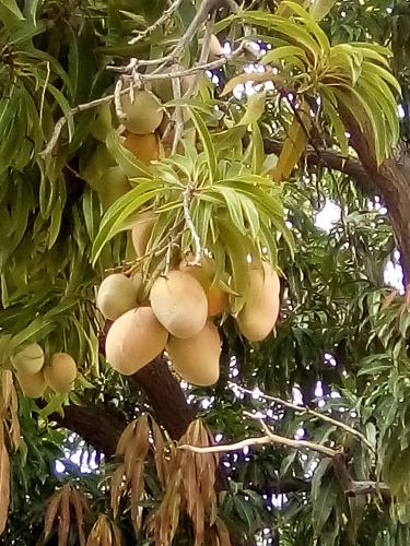 Temporada de mangos en Venezuela