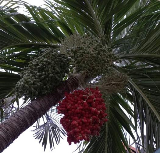 The Palma de Moriche