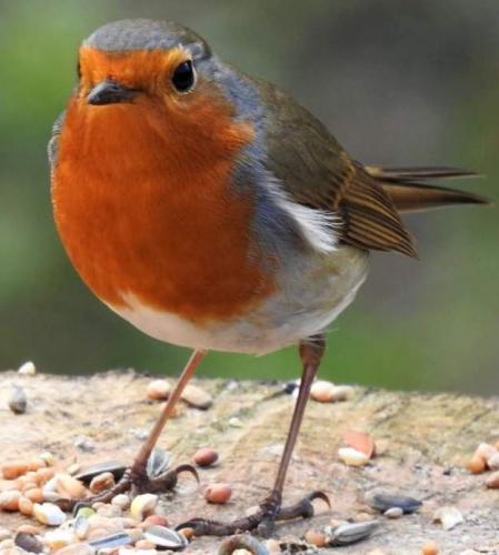 Paar mooie vogeltjes gespot