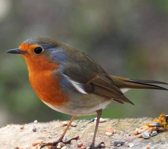 Paar mooie vogeltjes gespot