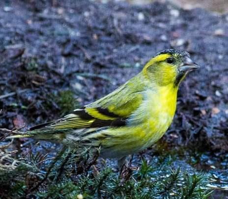 Paar mooie vogeltjes gespot