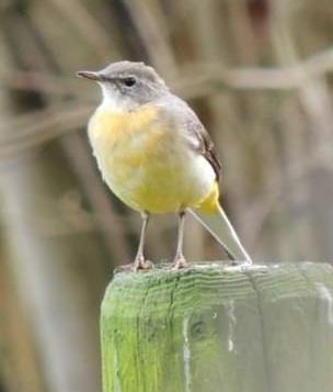 Paar mooie vogeltjes gespot