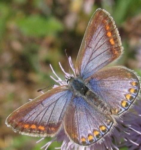 Aparte mooie vlinder