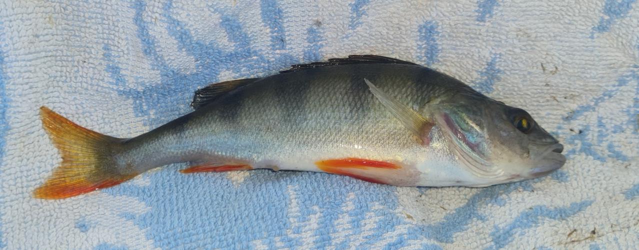 Mooie avond vissen in zuidlaren