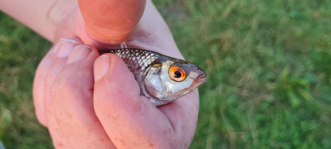 Mooie avond vissen in zuidlaren