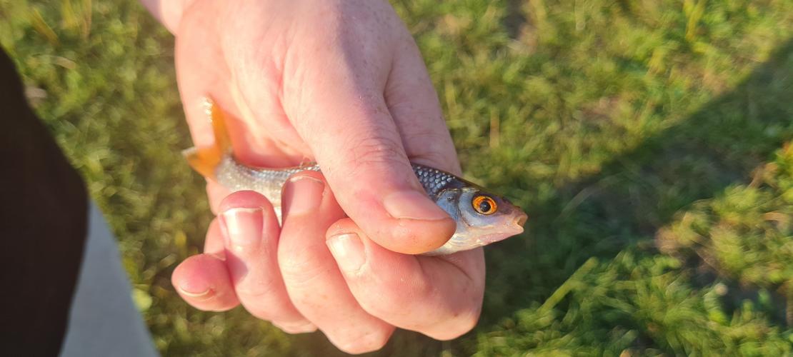 Mooie avond vissen in zuidlaren