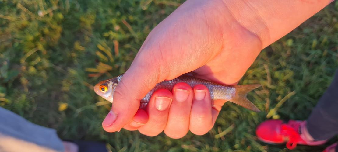Mooie avond vissen in zuidlaren