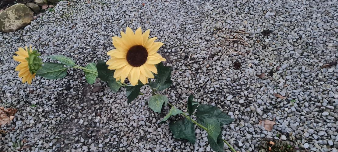 What wonderful things you find