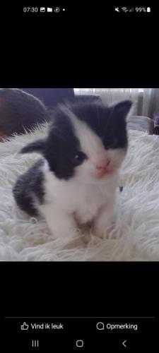 Rest in peace sweet speedy