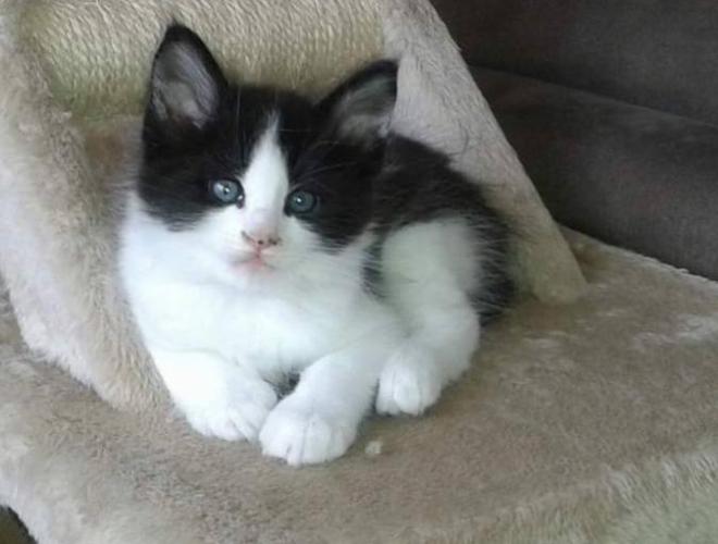 Rest in peace sweet speedy