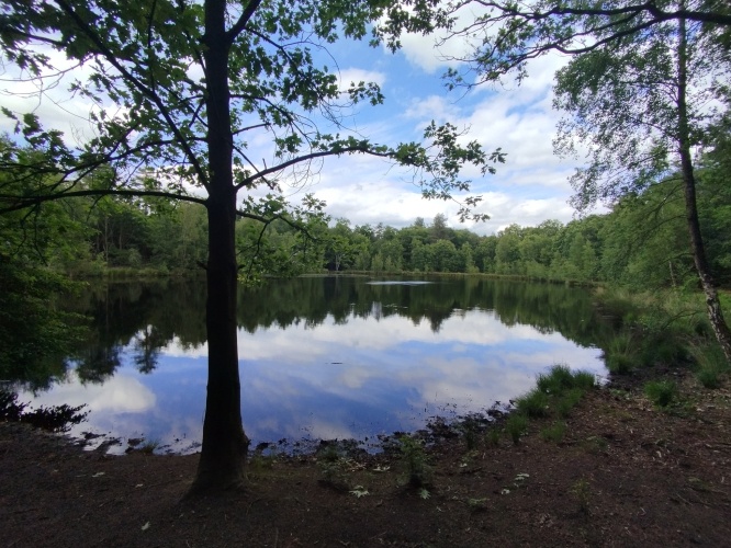 Wandelen in Sellingerbos