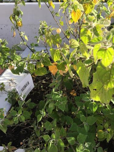 Vegan farming for everyone.