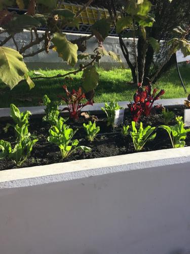 Vegan farming for everyone.