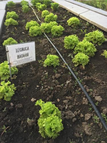 Vegan farming for everyone.