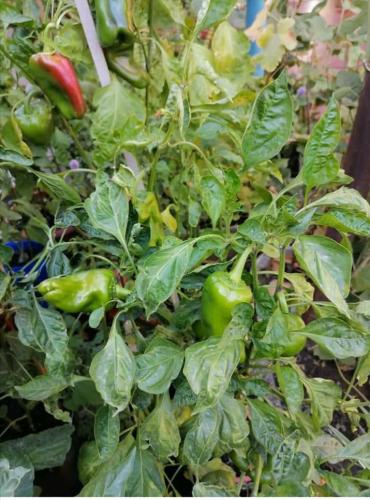 Paprika a desired vegetable