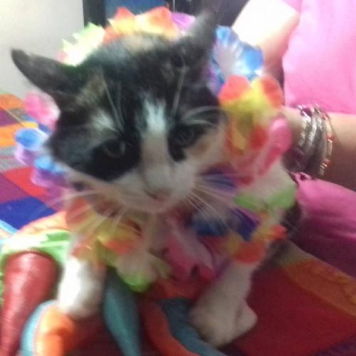 Lily  va a carnavaliar .