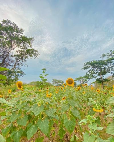 Gira entre Soles "La Ruta del Girasol "  Colombia 