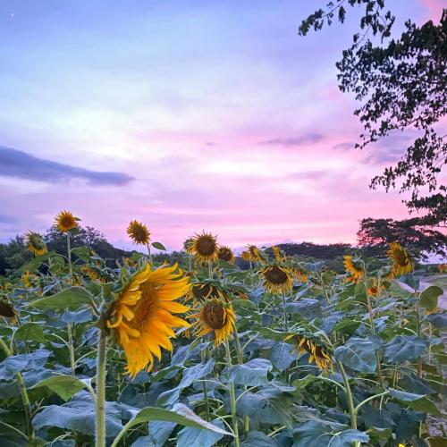 Gira entre Soles "La Ruta del Girasol "  Colombia 