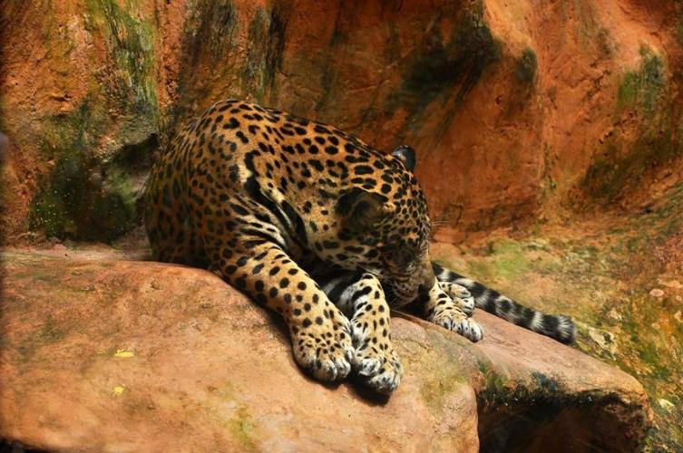 El Bioparque Los Ocarros 