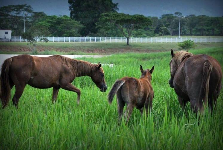 “A Horse with No Name”