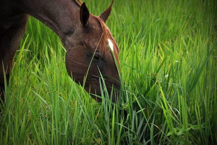 “A Horse with No Name”