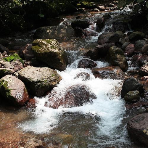 Pie de Monte llanero 