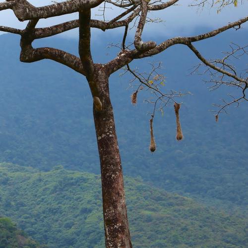 Pie de Monte llanero 