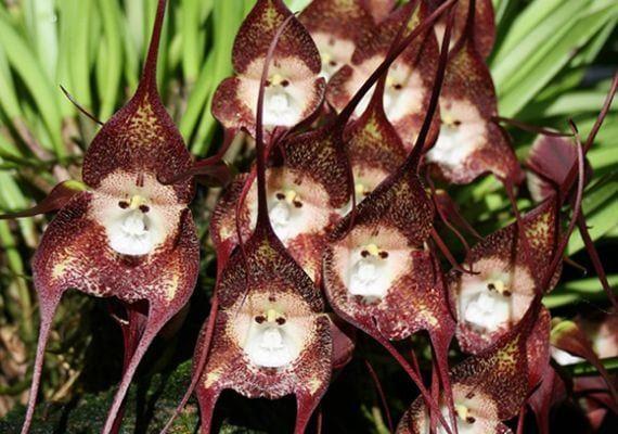 Algunas orquídeas en forma de animales