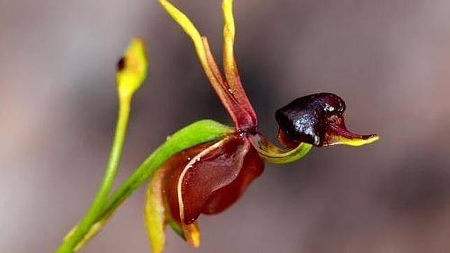 Algunas orquídeas en forma de animales