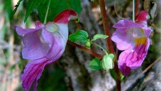 Algunas orquídeas en forma de animales