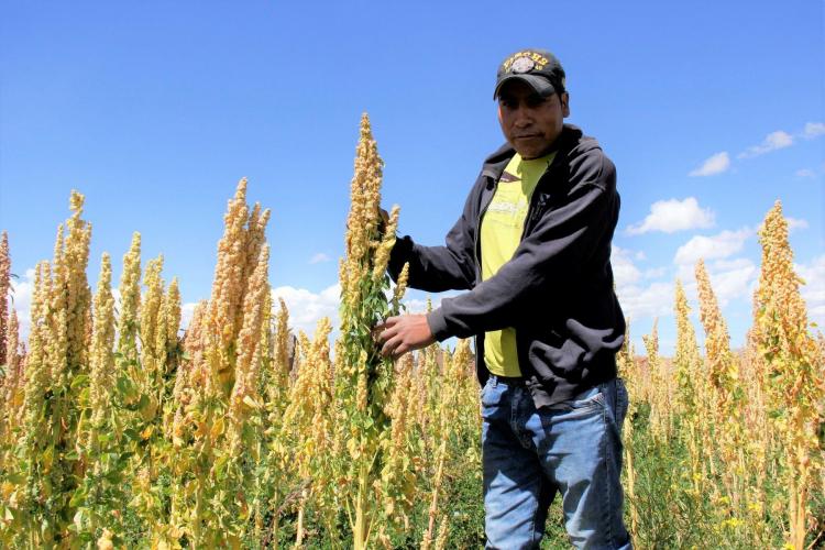 Peruvian Quinoa, the cereal of the Incas
