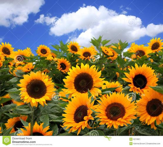 Sunflower, edible and medicinal