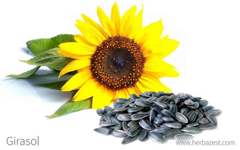 Sunflower, edible and medicinal