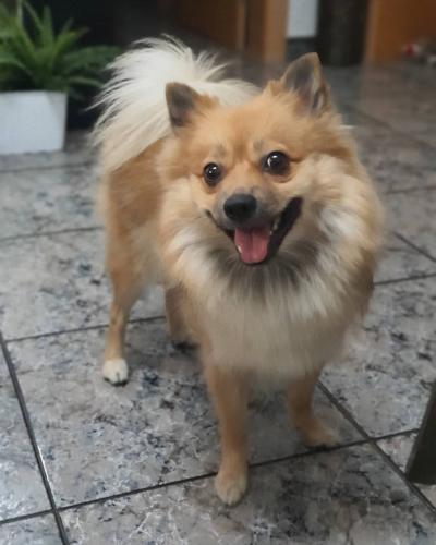 My faithful companion