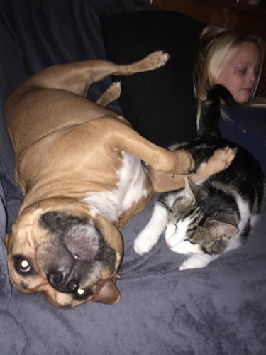 <a class="removable-mention" translate="no" data-mentionid="169272" href="/useroverview/169272/Meredith%20Skywalker">@Meredith Skywalker</a>  dit is mijn hondje diva met diesel