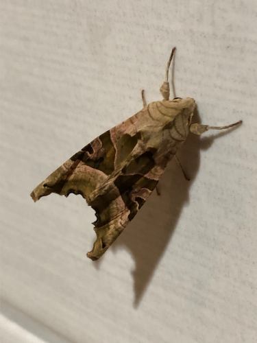 Wat een pracht exemplaar