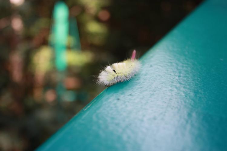 Rupsen zonder naam deel 2