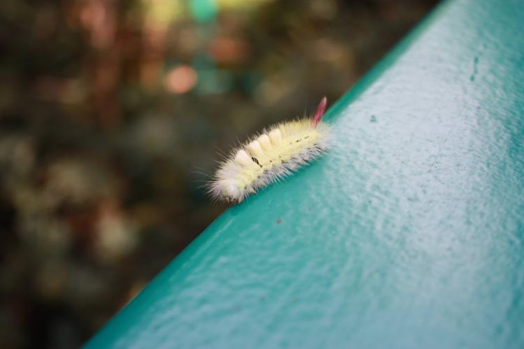 Rupsen zonder naam deel 2