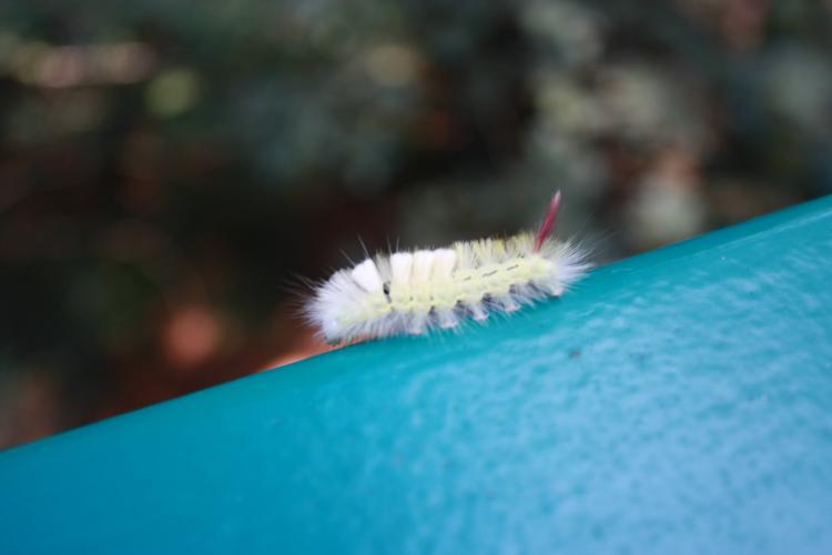 Rupsen zonder naam deel 2