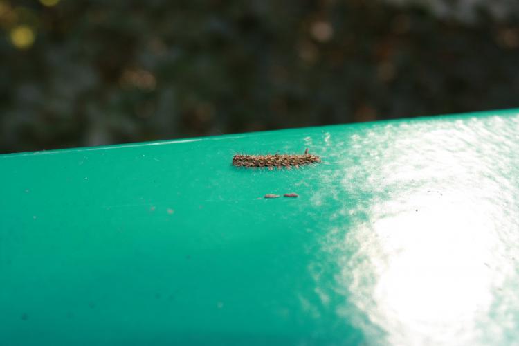 Rupsen zonder naam deel 2