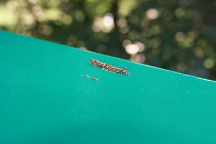 Rupsen zonder naam deel 2