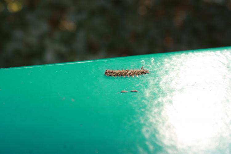 Rupsen zonder naam deel 2