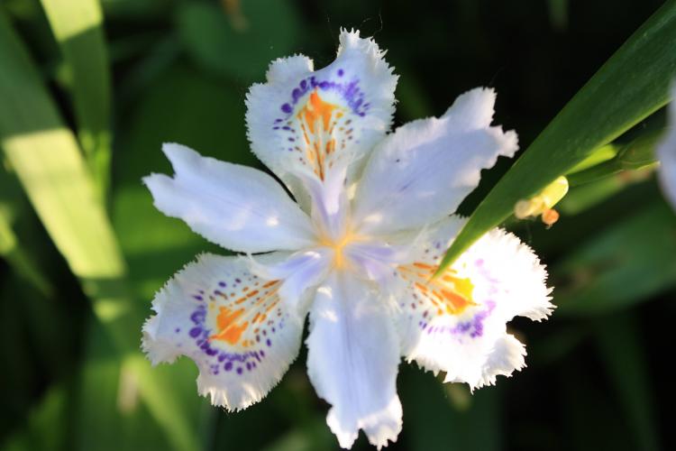 The name of this beautiful flower